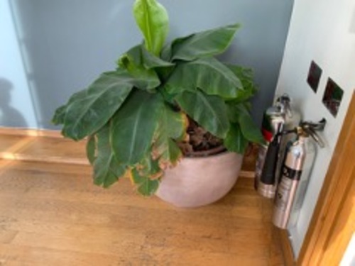 Plant Pot - Image 1