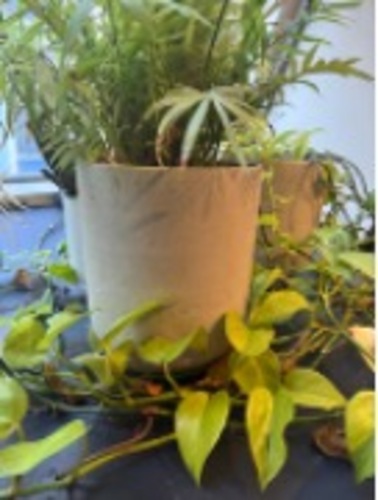 Plant Pot - Image 1