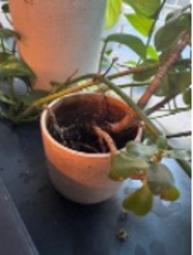 Plant Pot - Image 1