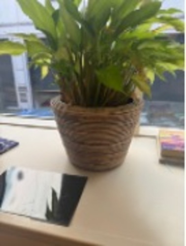 Plant Pot - Image 1