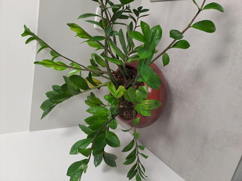 Plant in pot - Image 1