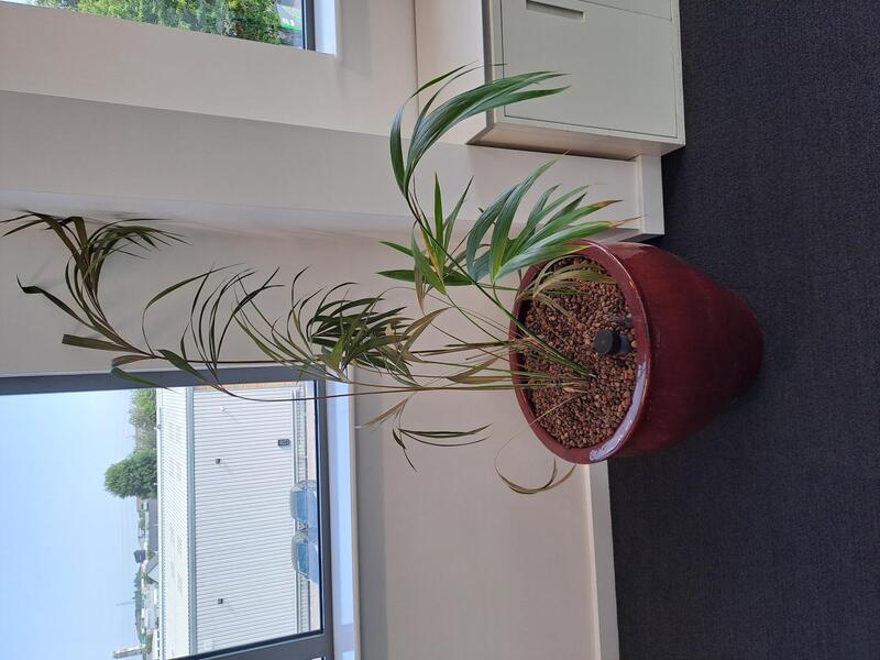 Large plant pot and plant  - Image 1
