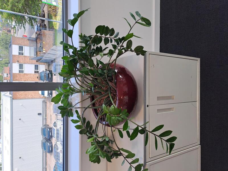 Plant in pot  - Image 1