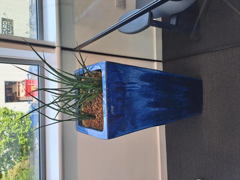 Large rectangular plant pot and plant  - Image 1