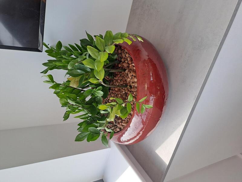 Round plant pot and plant  - Image 1