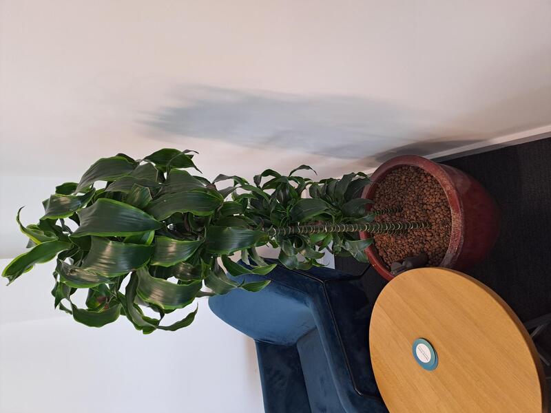Round plant pot with large plant  - Image 1