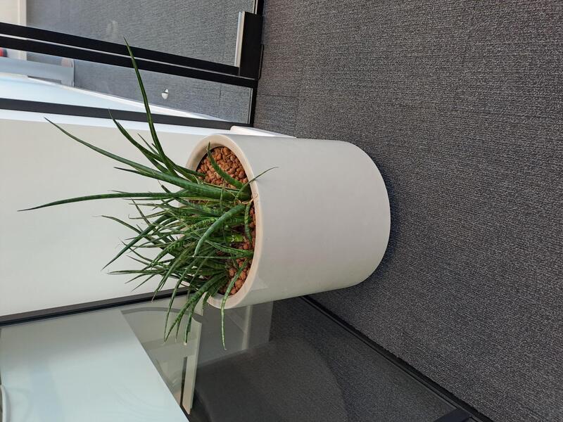 Round plant pot and plant  - Image 1