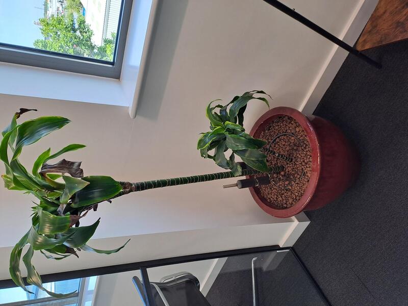 Round plant pot and plant  - Image 1