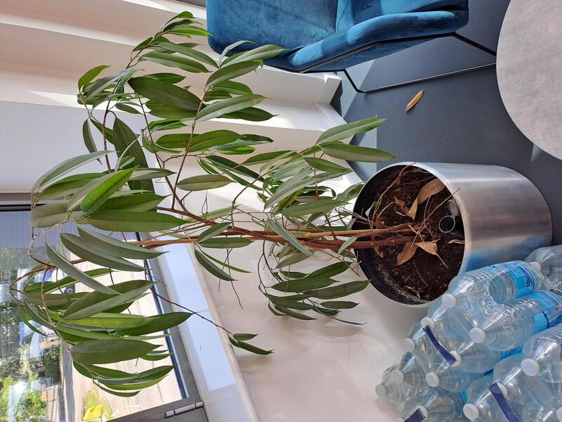 Round plant pot and plant - Image 1