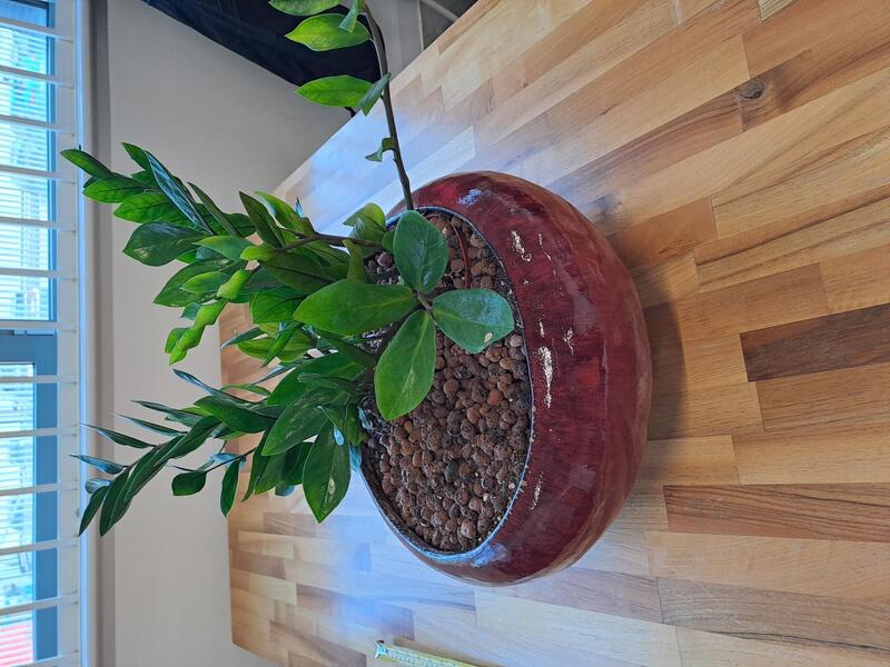 Plant pot with plant  - Image 1